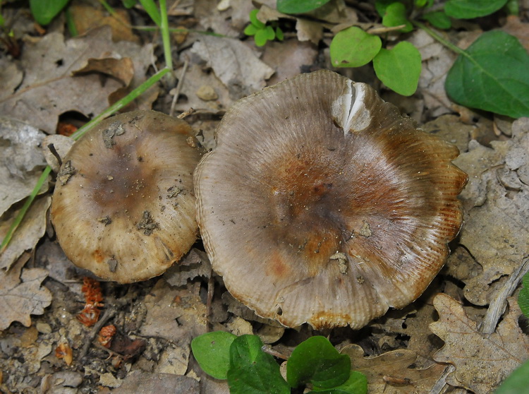 Russula sp. (cfr. R. sororia/R. amoenolens)